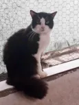 Bolachão lindo pelo longo
