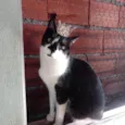 Linguiça linda e boazinha