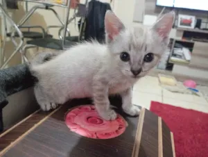 Gato raça SRD-ViraLata idade Abaixo de 2 meses nome Tigre branco