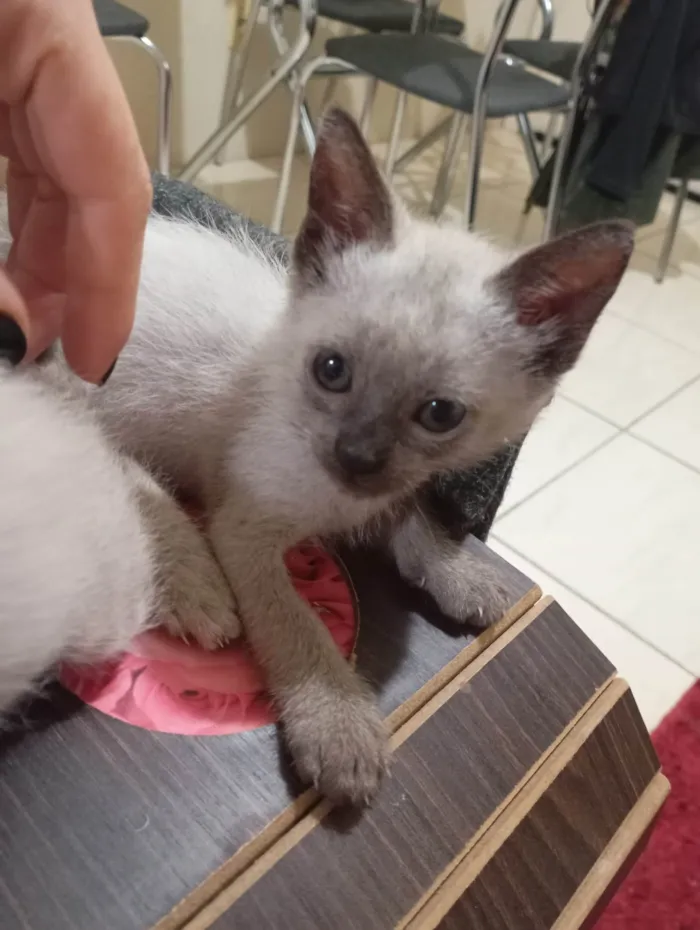 Gato ra a SRD-ViraLata idade Abaixo de 2 meses nome Gatinha