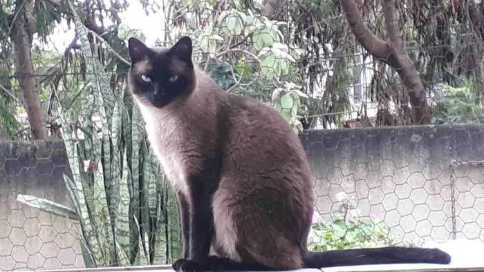 Gato ra a Siamês idade 1 ano nome Nick 1aninho 