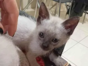 Gato raça SRD-ViraLata idade Abaixo de 2 meses nome Gatinha