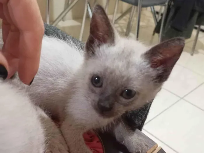 Gato ra a SRD-ViraLata idade Abaixo de 2 meses nome Gatinha