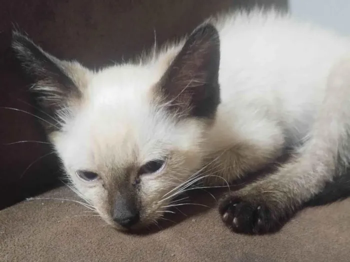 Gato ra a SRD-ViraLata idade Abaixo de 2 meses nome Mingau