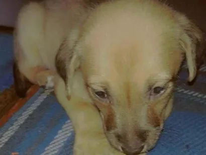 Cachorro raça SRD-ViraLata idade 7 a 11 meses nome Layka