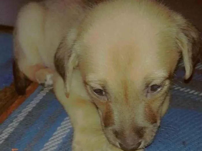 Cachorro ra a SRD-ViraLata idade 7 a 11 meses nome Layka