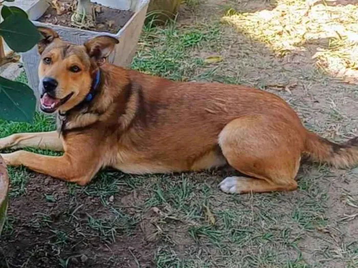 Cachorro ra a SRD-ViraLata idade 4 anos nome Marley 