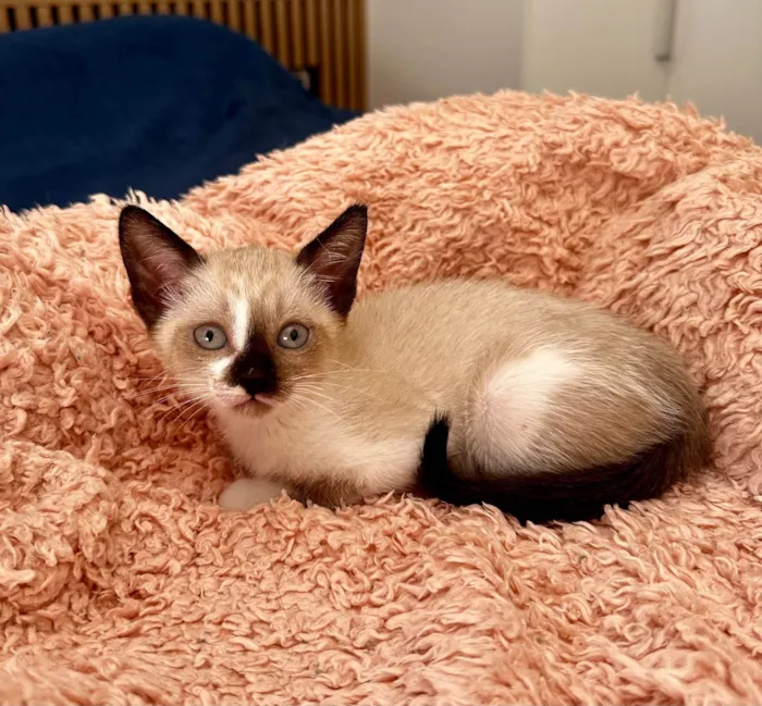 Gato ra a SRD-ViraLata idade Abaixo de 2 meses nome Luna, Leon e Luke