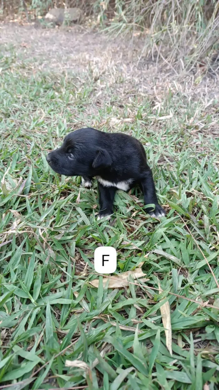 Cachorro ra a SRD-ViraLata idade 2 a 6 meses nome Sem nome 