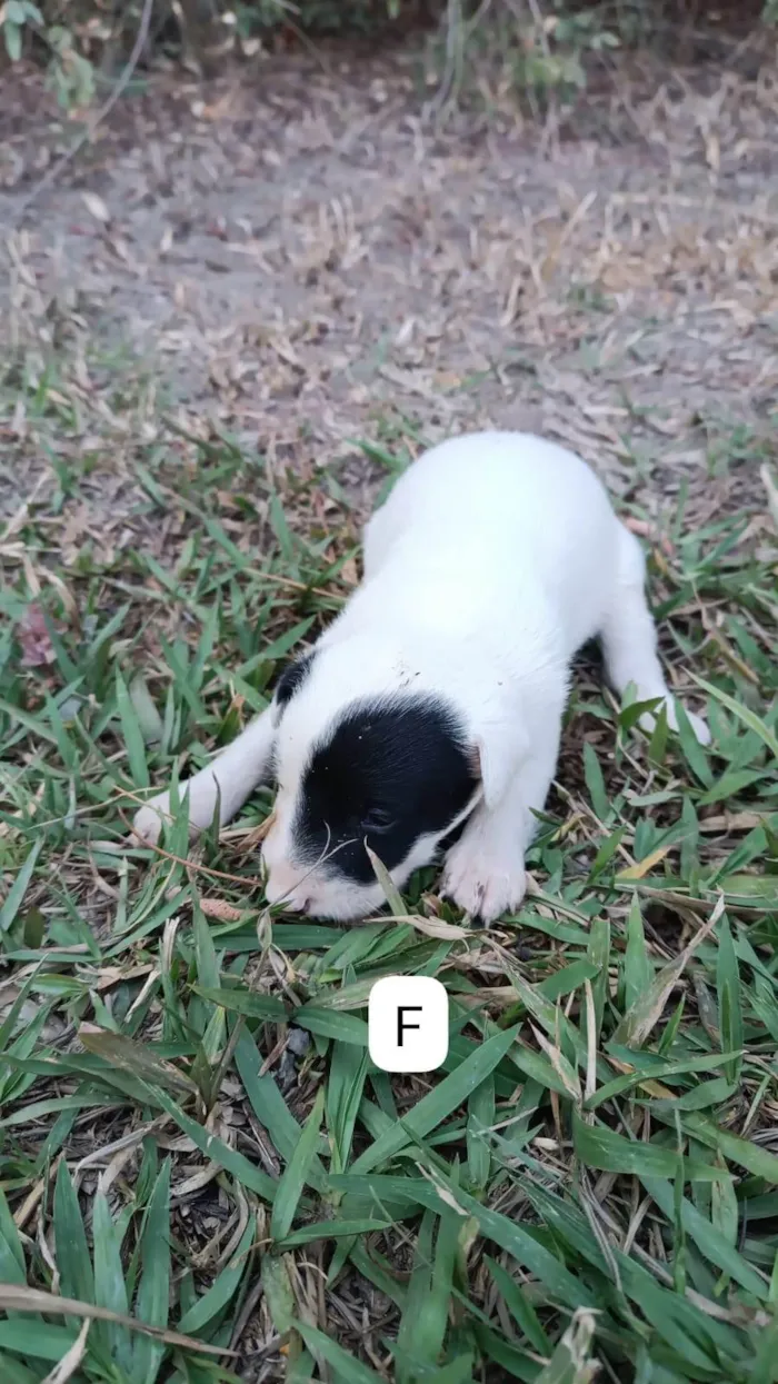 Cachorro ra a SRD-ViraLata idade 2 a 6 meses nome Sem nome 