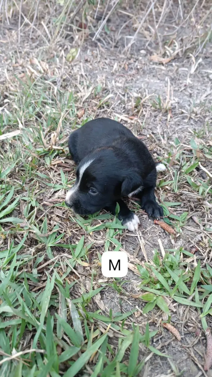 Cachorro ra a SRD-ViraLata idade 2 a 6 meses nome Sem nome 