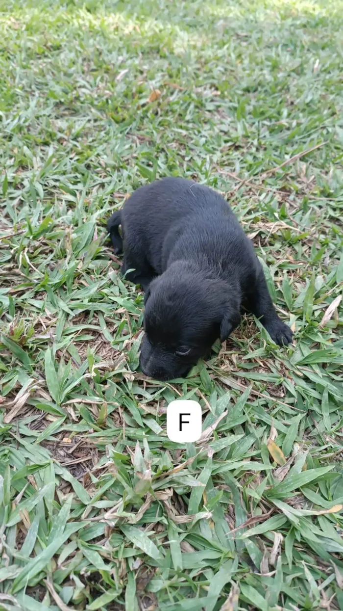 Cachorro ra a SRD-ViraLata idade 2 a 6 meses nome Sem nome 