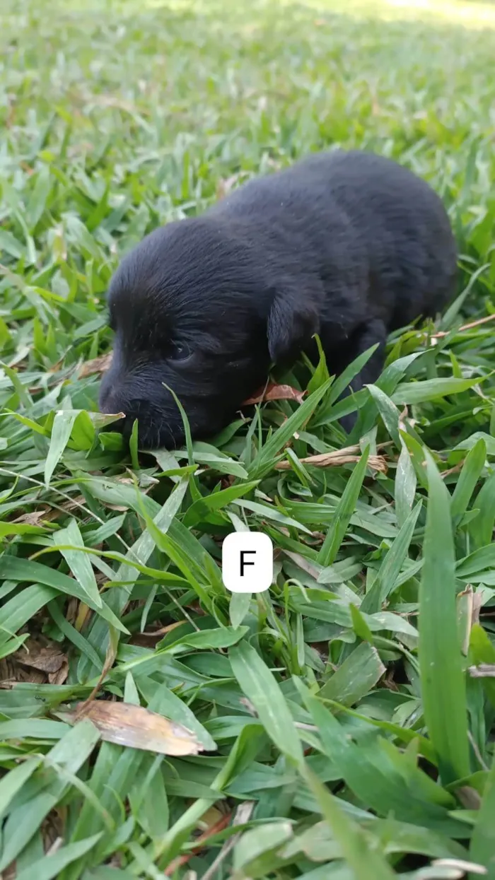 Cachorro ra a SRD-ViraLata idade 2 a 6 meses nome Sem nome 