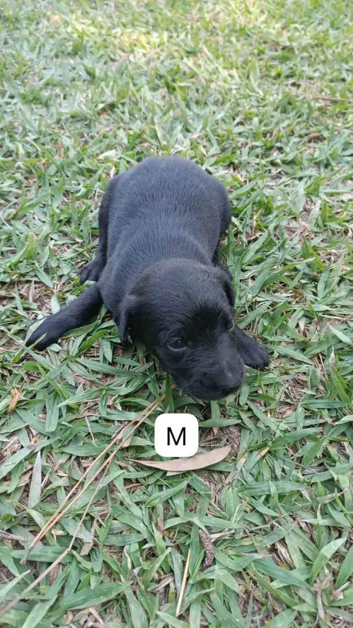 Cachorro ra a SRD-ViraLata idade 2 a 6 meses nome Sem nome 