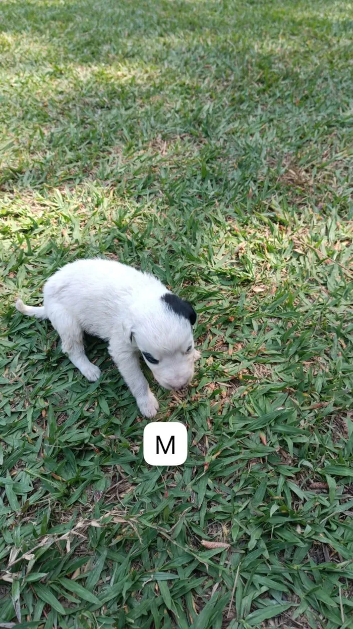 Cachorro ra a SRD-ViraLata idade 2 a 6 meses nome Sem nome 