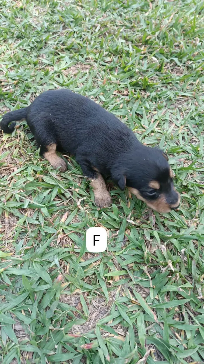 Cachorro ra a SRD-ViraLata idade 2 a 6 meses nome Sem nome 