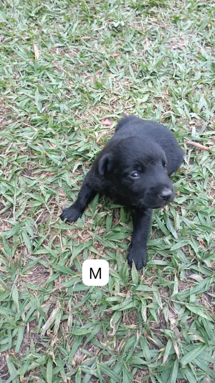 Cachorro ra a SRD-ViraLata idade 2 a 6 meses nome Sem nome 