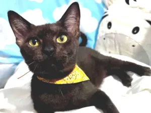 Gato raça SRD-ViraLata idade 2 anos nome Capuccino