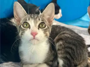 Gato raça SRD-ViraLata idade 2 a 6 meses nome Joca