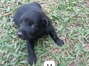 Cachorro raça SRD-ViraLata idade 2 a 6 meses nome Sem nome 