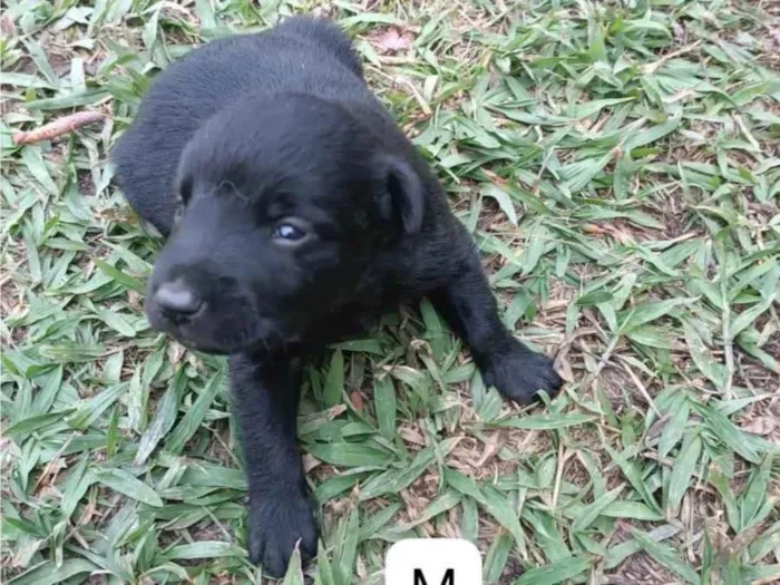 Cachorro ra a SRD-ViraLata idade 2 a 6 meses nome Sem nome 