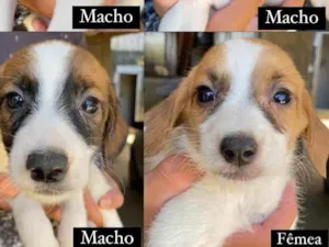 Cachorro raça SRD-ViraLata idade Abaixo de 2 meses nome 6 filhotes 