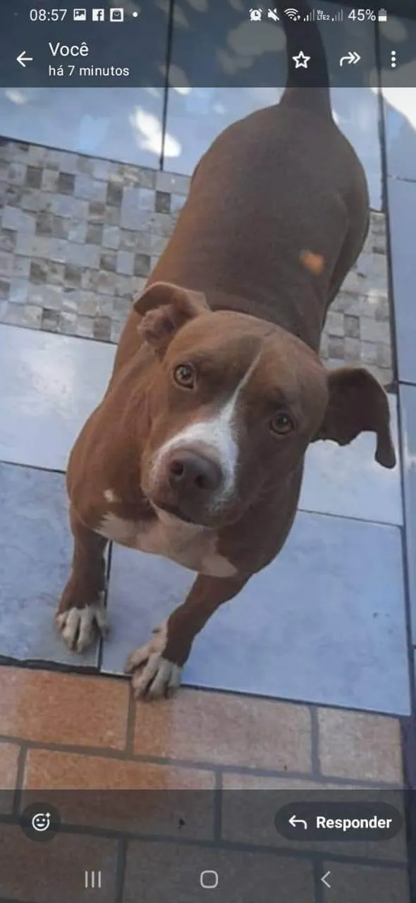 Cachorro ra a Pit-Bull idade 3 anos nome Kira 