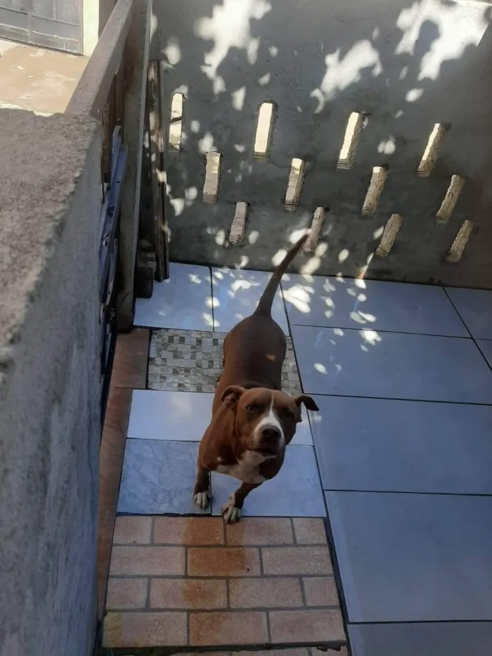 Cachorro ra a Pit-Bull idade 3 anos nome Kira 