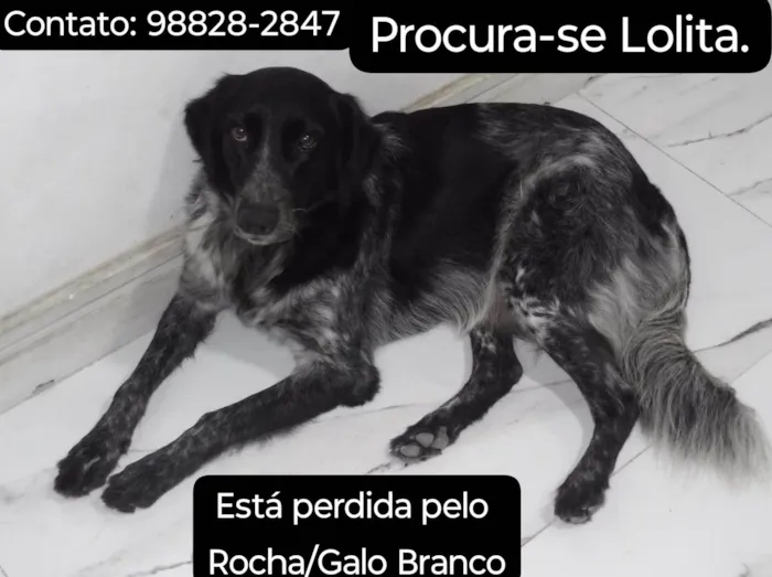 Cachorro ra a SRD-ViraLata idade 6 ou mais anos nome Lolita