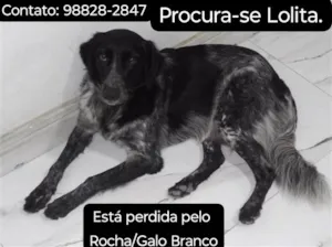 Cachorro raça SRD-ViraLata idade 6 ou mais anos nome Lolita