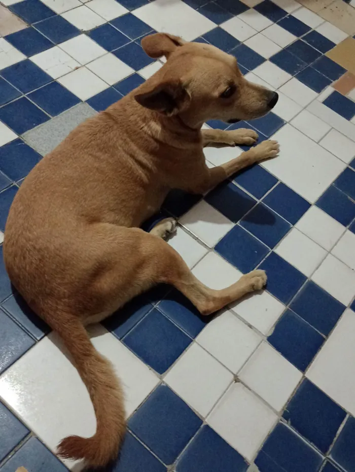 Cachorro ra a SRD-ViraLata idade 5 anos nome Pandora