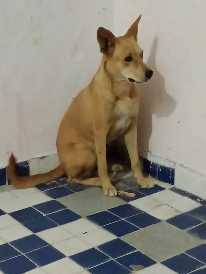 Cachorro ra a SRD-ViraLata idade 5 anos nome Pandora