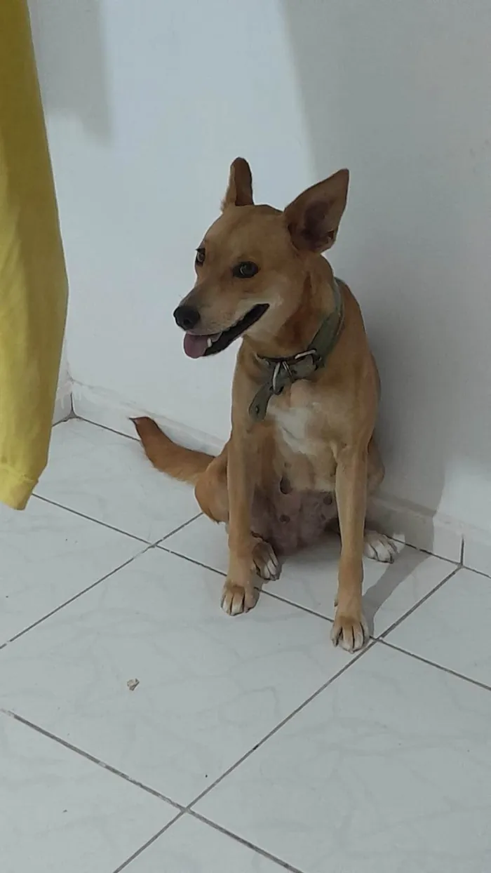 Cachorro ra a SRD-ViraLata idade 5 anos nome Pandora