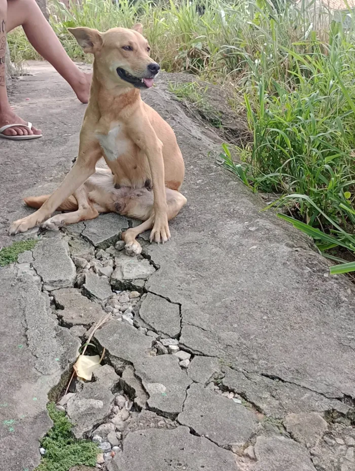 Cachorro ra a SRD-ViraLata idade 5 anos nome Pandora