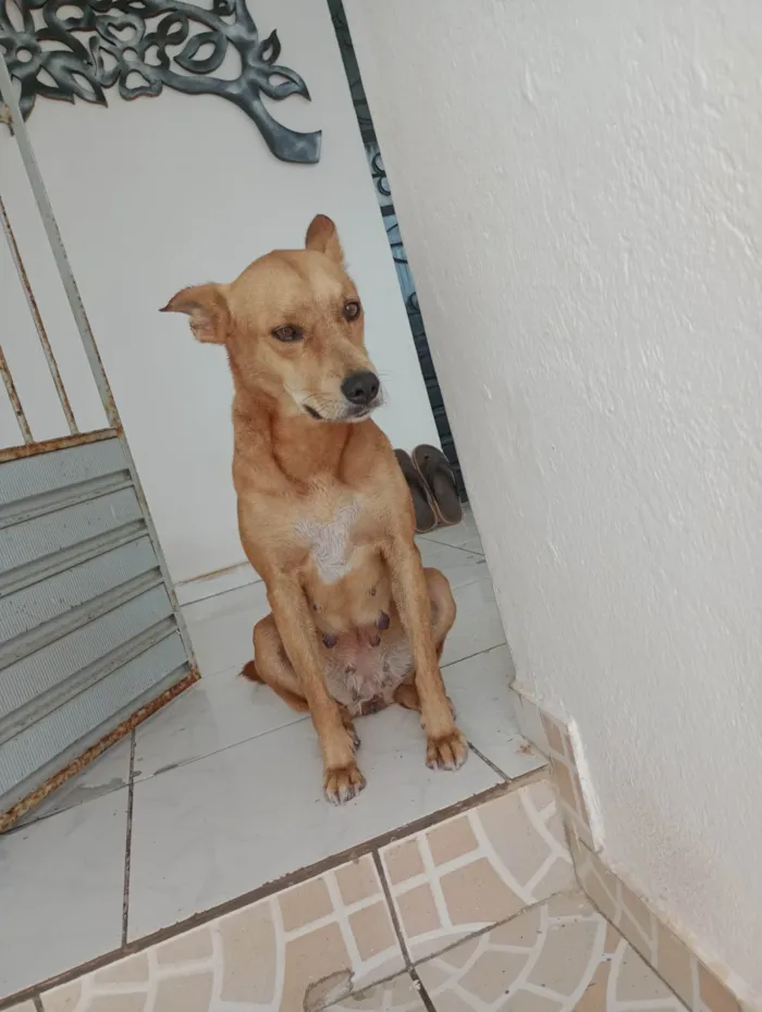 Cachorro ra a SRD-ViraLata idade 5 anos nome Pandora