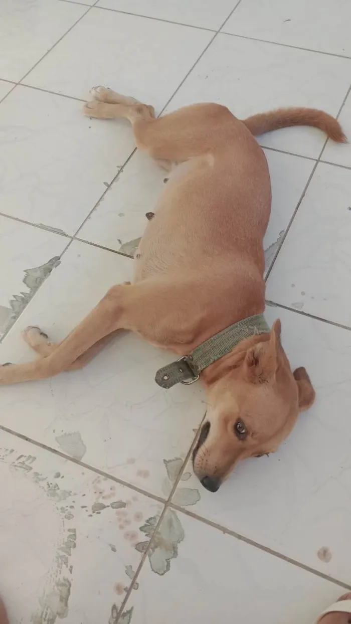 Cachorro ra a SRD-ViraLata idade 5 anos nome Pandora