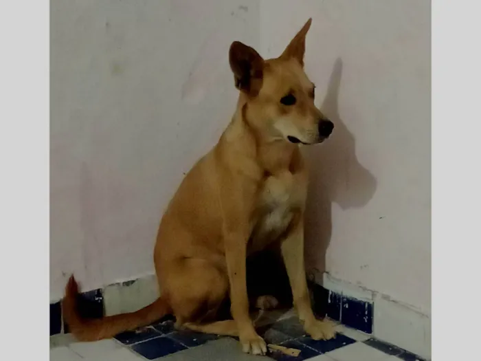 Cachorro ra a SRD-ViraLata idade 5 anos nome Pandora