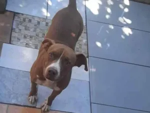 Cachorro raça Pit-Bull idade 3 anos nome Kira 