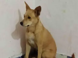 Cachorro raça SRD-ViraLata idade 5 anos nome Pandora