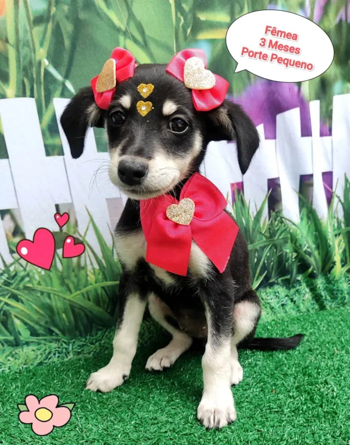 Cachorro ra a SRD-ViraLata idade 2 a 6 meses nome florzinha