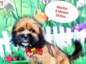 Cachorro raça Shitzu idade 2 a 6 meses nome mingau