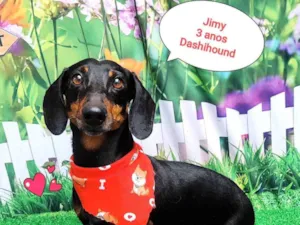 Cachorro raça Basset-Cofap idade 3 anos nome jimy