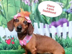 Cachorro raça Basset-Cofap idade 4 anos nome cherry