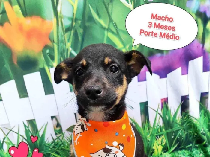 Cachorro ra a SRD-ViraLata idade 2 a 6 meses nome strogonoffe 