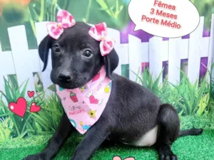 Cachorro raça SRD-ViraLata idade 2 a 6 meses nome flor