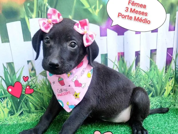 Cachorro ra a SRD-ViraLata idade 2 a 6 meses nome flor