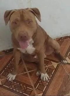 Cachorro ra a Pit-Bull idade 1 ano nome Thor