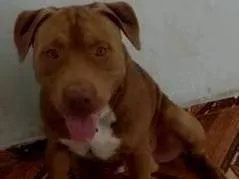 Cachorro ra a Pit-Bull idade 1 ano nome Thor