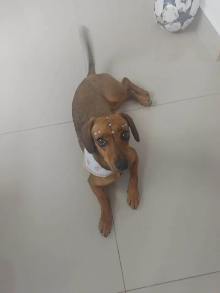 Cachorro ra a SRD-ViraLata idade 1 ano nome Lola