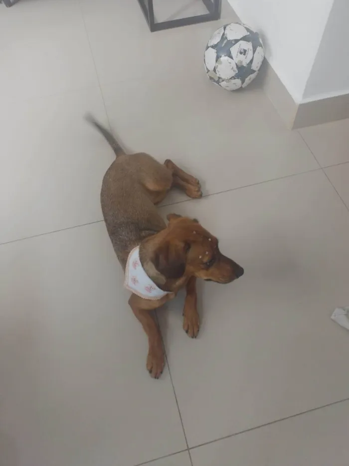 Cachorro ra a SRD-ViraLata idade 1 ano nome Lola